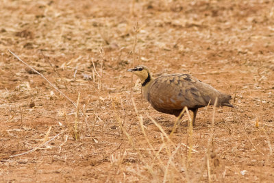 Yellow-throated Sandgrouse (Pterocles gutturalis)