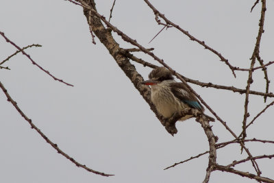 Striped Kingfisher (Halcyon chelicuti)