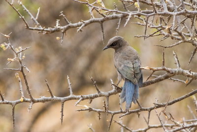 Ashy Starling (Lamprotornis unicolor)