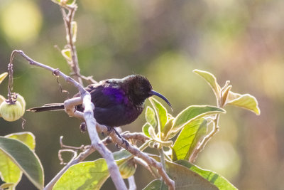 Tacazze Sunbird (Nectarinia tacazze)