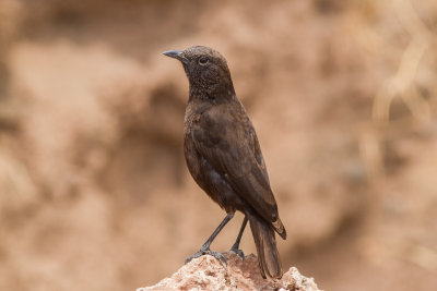 Anteater Chat (Myrmecocichla aethiops)