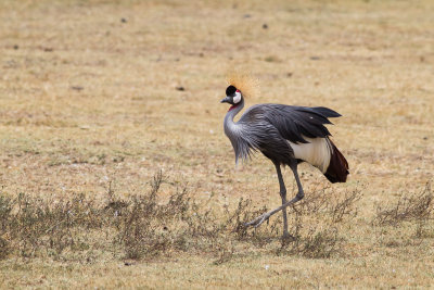 Grey Crowned Crane (Balearica regulorum)