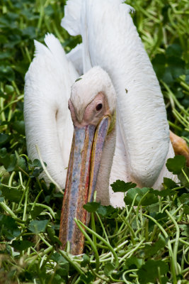 Great White Pelican (Pelecanus onocrotalus)