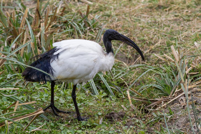 African Sacred Ibis (Threskiornis aethiopicus)