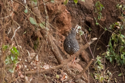 Hildebrandt's Spurfowl (Pternistis hildebrandti)