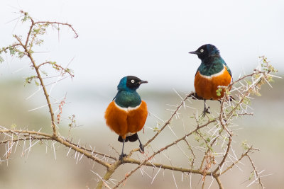 Superb Starling (Lamprotornis superbus)