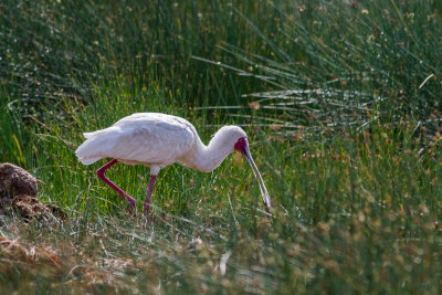 African Spoonbill (Platalea alba)