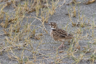 Short-tailed Lark (Spizocorys fremantlii)