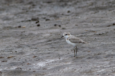 Chestnut-banded Plover (Charadrius pallidus)