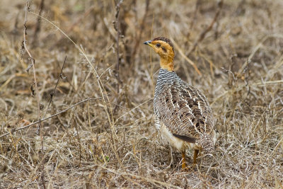 Coqui Francolin (Peliperdix coqui)