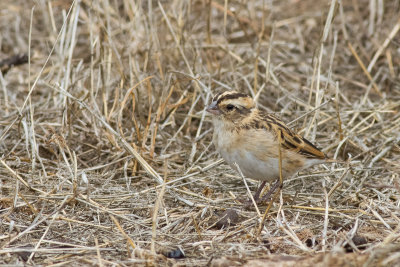 Pin-tailed Whydah (Vidua macroura)