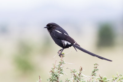 Magpie Shrike (Urolestes melanoleucus)