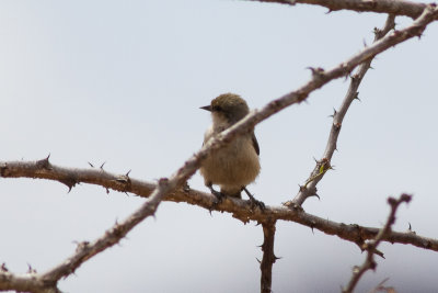 Mouse-colored Penduline Tit (Anthoscopus musculus)