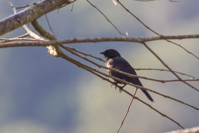 Kenrick's Starling (Poeoptera kenricki)