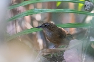 Abbott's Babbler (Malacocincla abbotti altera)