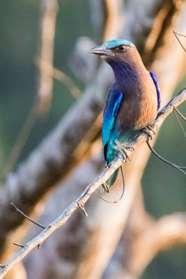 Black-billed Roller (Coracias affinis)