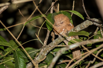 Hodgson's Frogmouth (Batrachostomus hodgsoni indochinae)