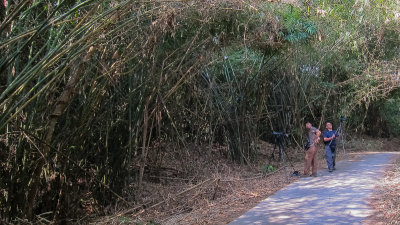 Birding the bamboo zone