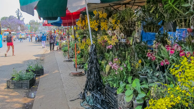 The flower market in Đ Lạt