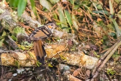 Chestnut-eared Laughingthrush (Garrulax konkakinhensis)