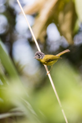 Grey-cheeked Warbler (Phylloscopus poliogenys)