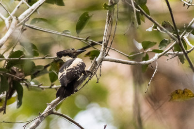 Black-and-buff Woodpecker (Meiglyptes jugularis)