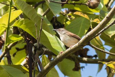 Rufescent Prinia (Prinia rufescens beavani)