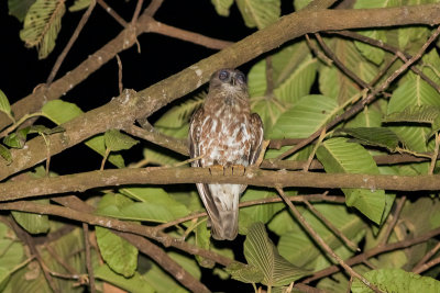 Brown Hawk-Owl (Ninox scutulata burmanica)