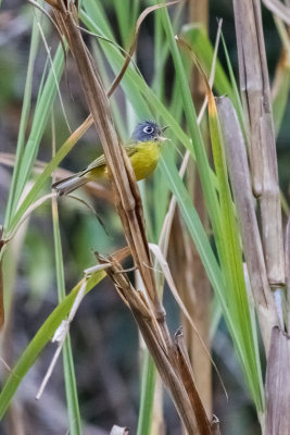 Grey-cheeked Warbler (Phylloscopus poliogenys)