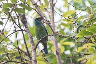 Indochinese Barbet (Megalaima annamensis)