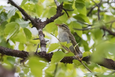 Arctic Warbler (Phylloscopus borealis)