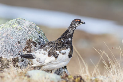 Rock Ptarmigan (Lagopus muta)