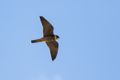 Eurasian Hobby (Falco subbuteo)