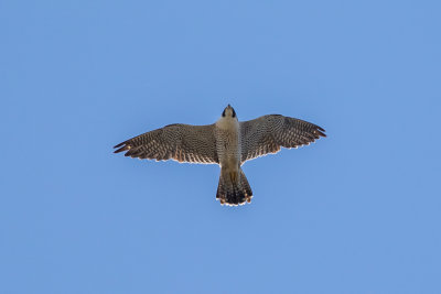 Peregrine Falcon (Falco peregrinus)