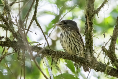 African Broadbill (Smithornis capensis)