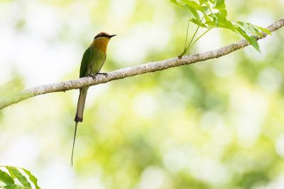 Bhm's Bee-eater (Merops boehmi)