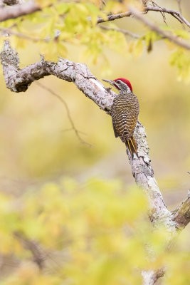 Speckle-throated Woodpecker (Campethera scriptoricauda)