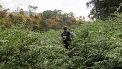 Walking through the ferns