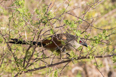 White-browed Coucal (Centropus superciliosus)