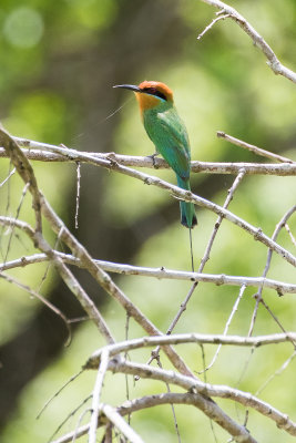 Bhm's Bee-eater (Merops boehmi)