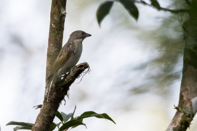 Lesser Honeyguide (Indicator minor)