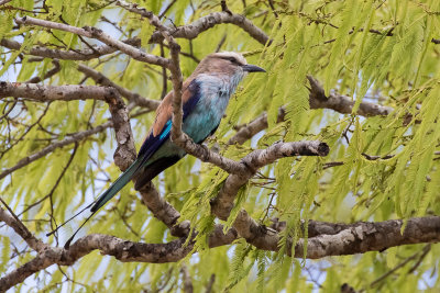 Racket-tailed Roller (Coracias spatulatus)