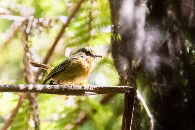 Rubeho Akalat (Sheppardia aurantiithorax)