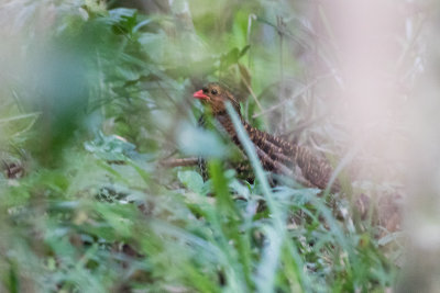 Udzungwa Forest Partridge (Xenoperdix udzungwensis)