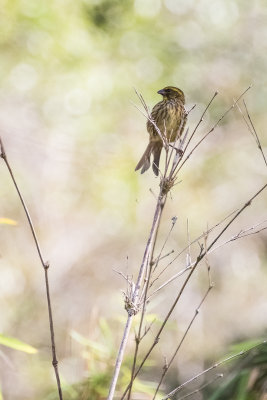Yellow-browed Seedeater (Crithagra whytii)