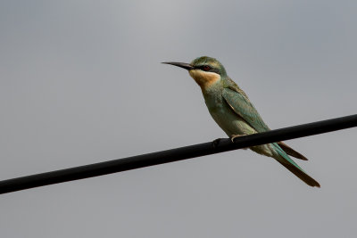 Blue-cheeked Bee-eater (Merops persicus) 