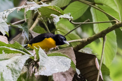 Dark-backed Weaver (Ploceus bicolor)