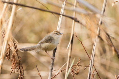 Kilombero Cisticola (Cisticola s. nov.)