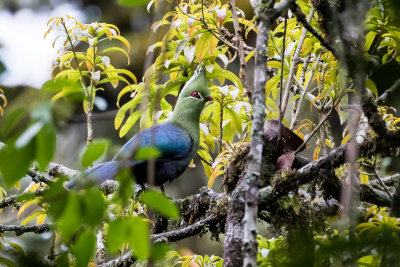 Livingstone's Turaco (Tauraco livingstonii)