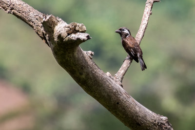 White-lined Barbet (Stactolaema [leucotis] leucogrammica)